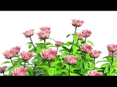 Y11 Γυναίκες Smart Watch Luxury 1.32 